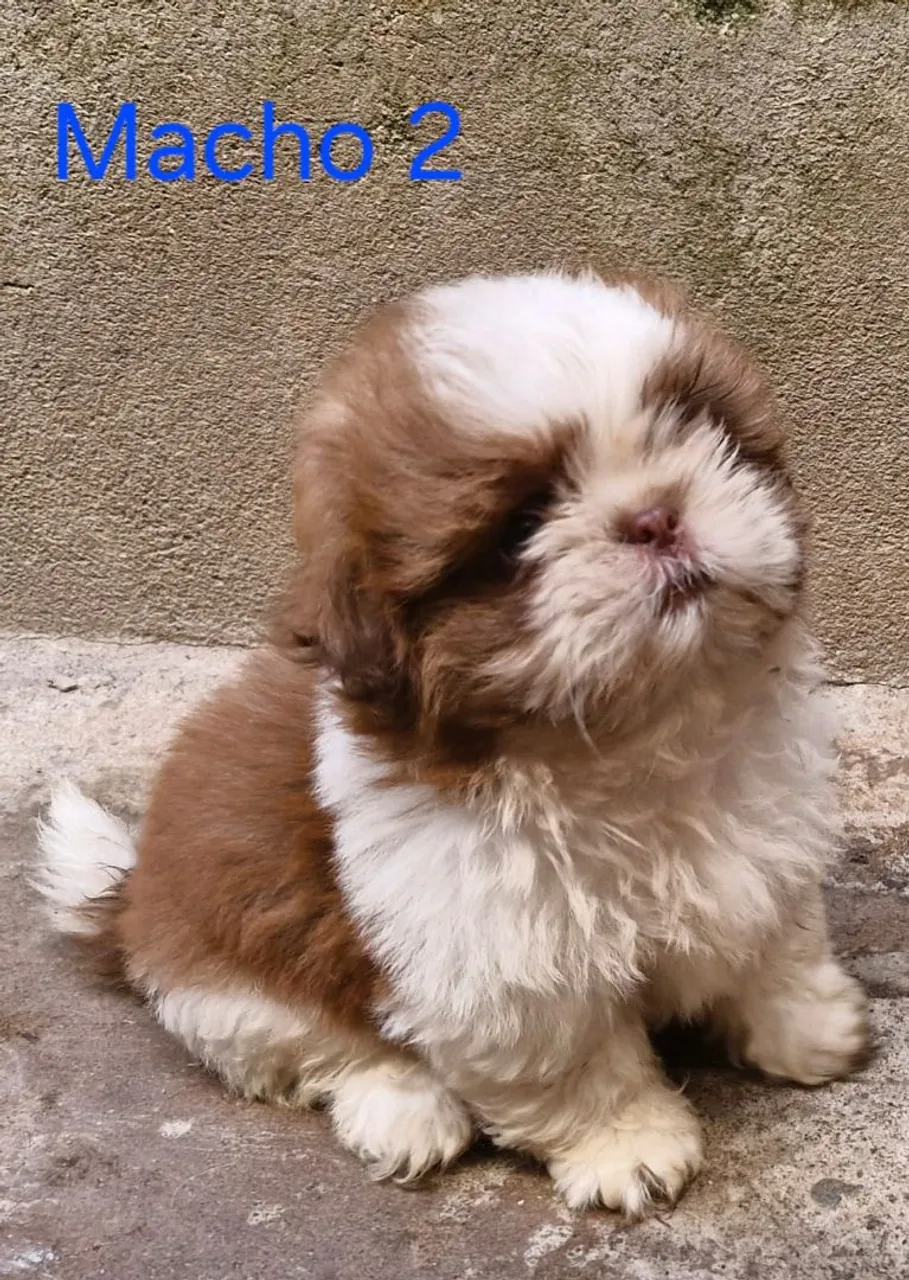 Filhote Shih Tzu Macho