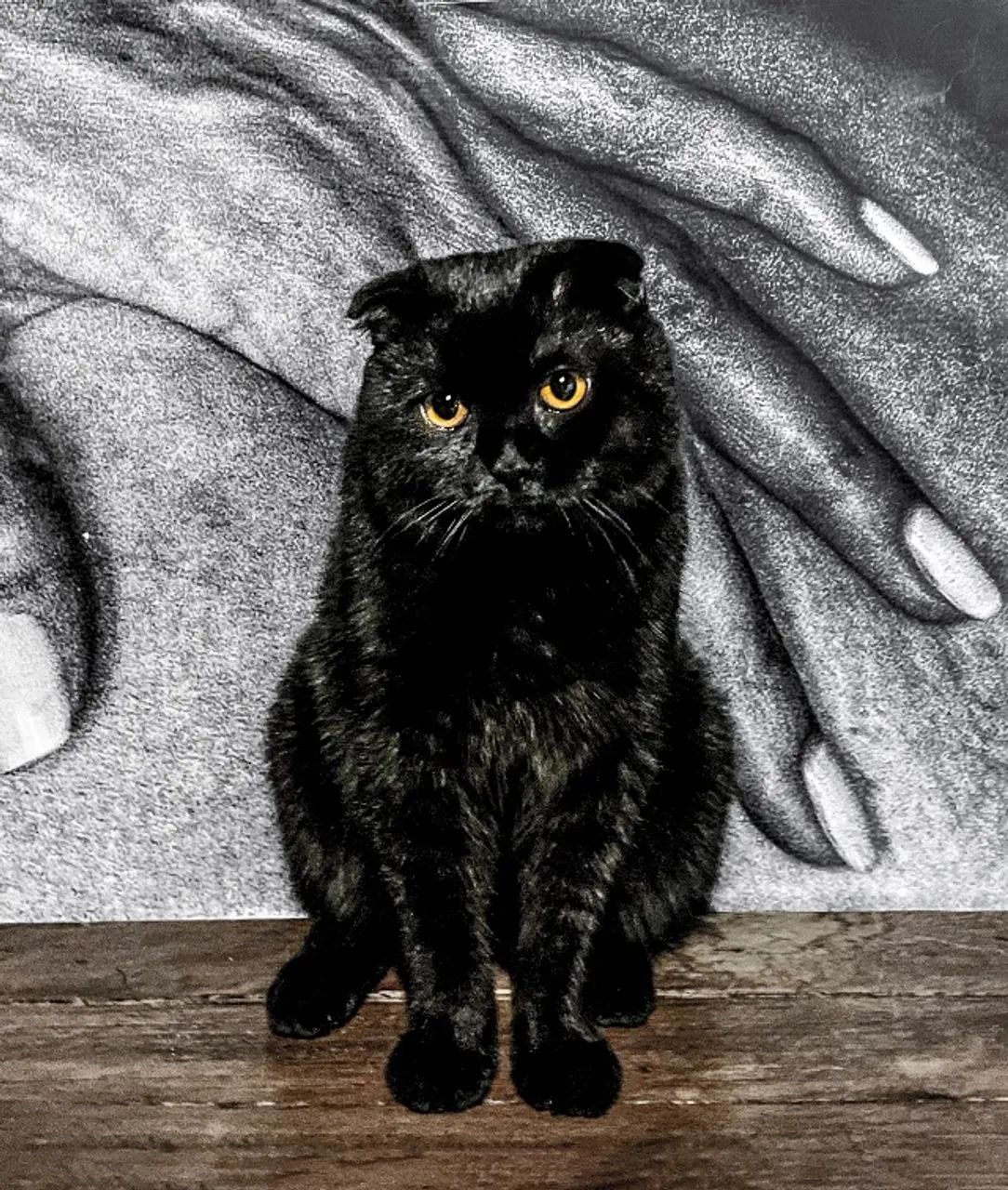 filhotes de gato Scottish Fold - Foto 4