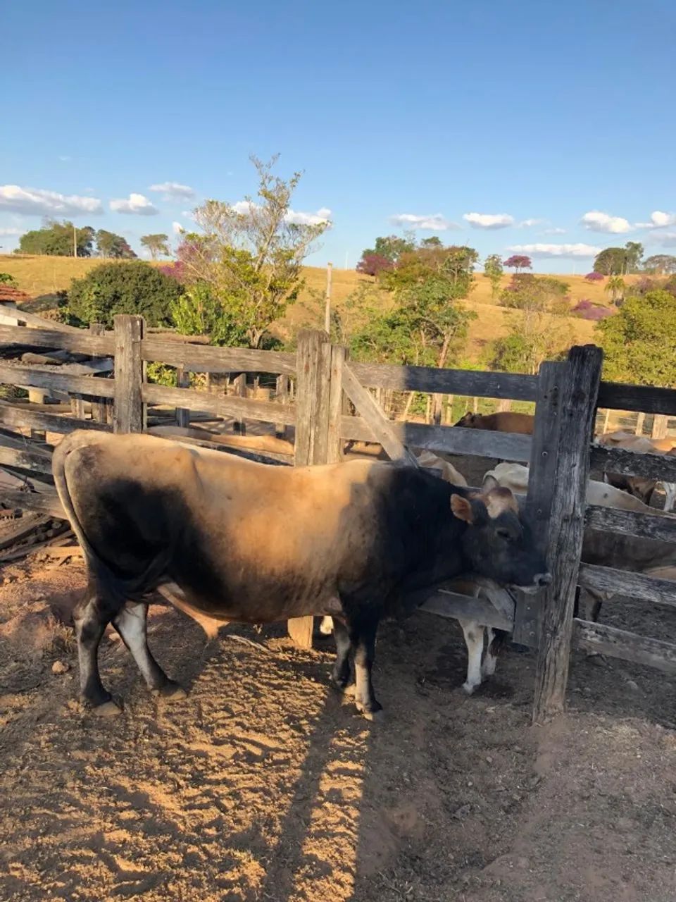 TOURO JERSEY REPRODUTOR GENETICA LEITEIRA