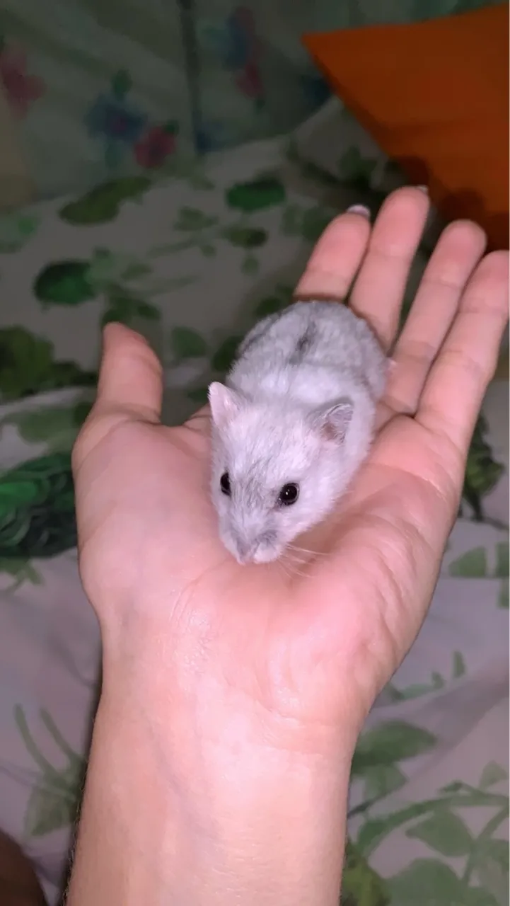 Linda hamster anão branca