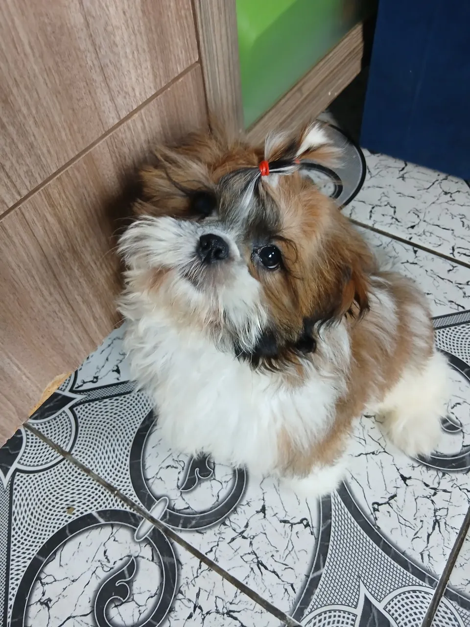 Troco filhote macho de shih tsu por outra raça pequena