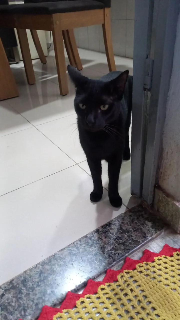 1ano 6 meses d idade castrada vacinada.