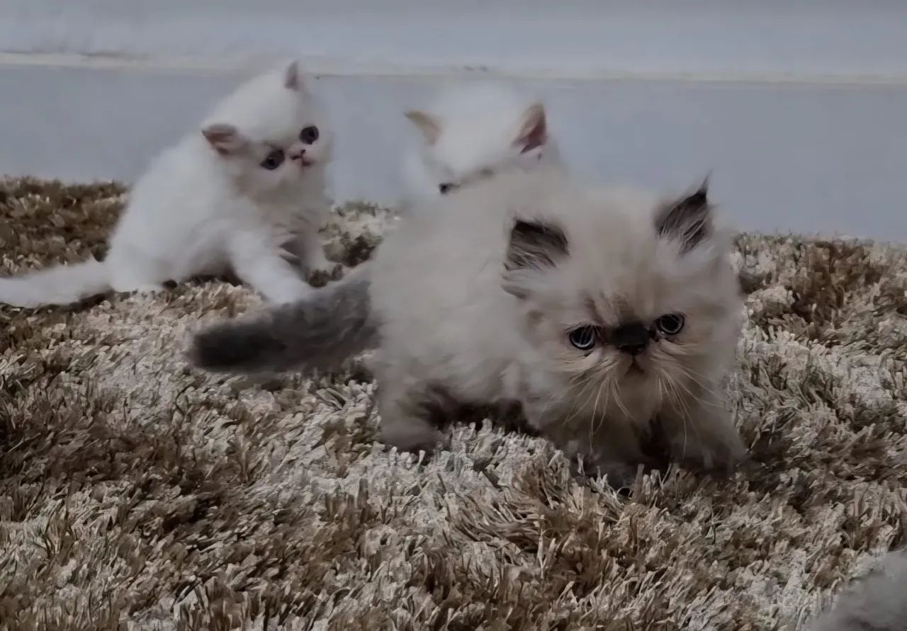 Himalayan Persian Cat64639805580673121