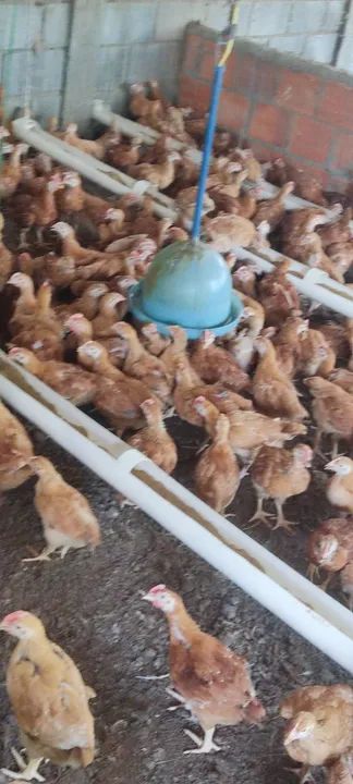 Frangos caipiras para venda - Foto 4