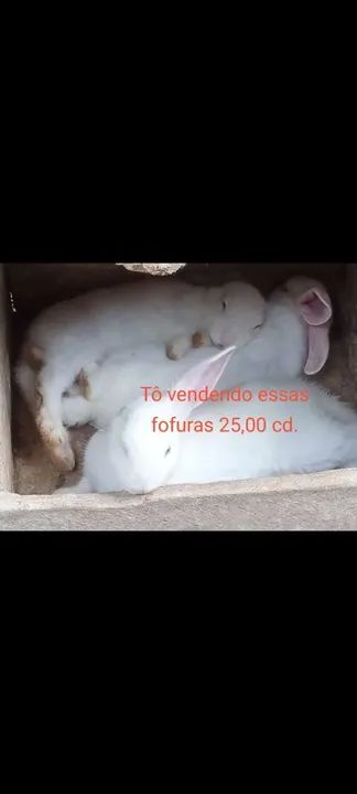 Filhote de Coelho  - Foto 2