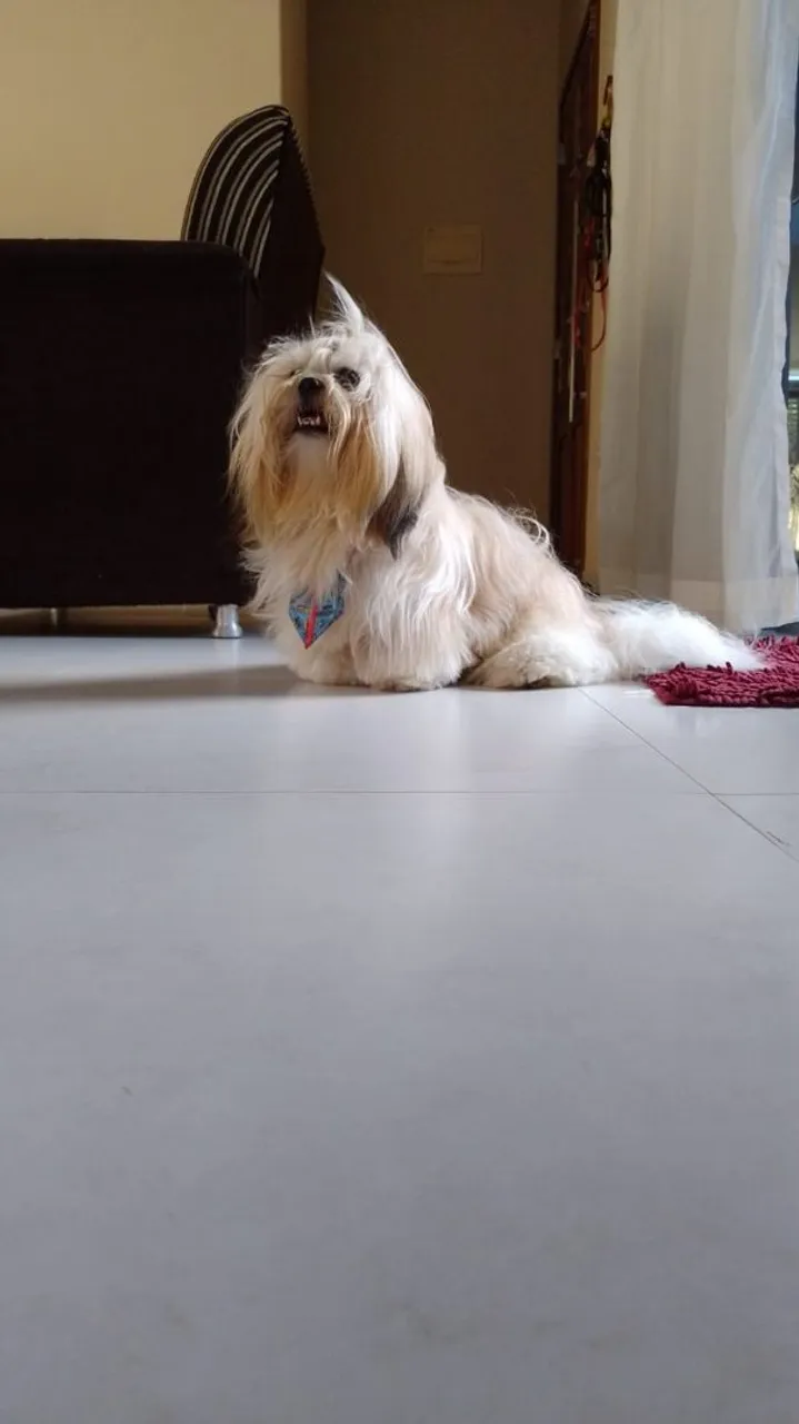Shitzu disponível para cruza .