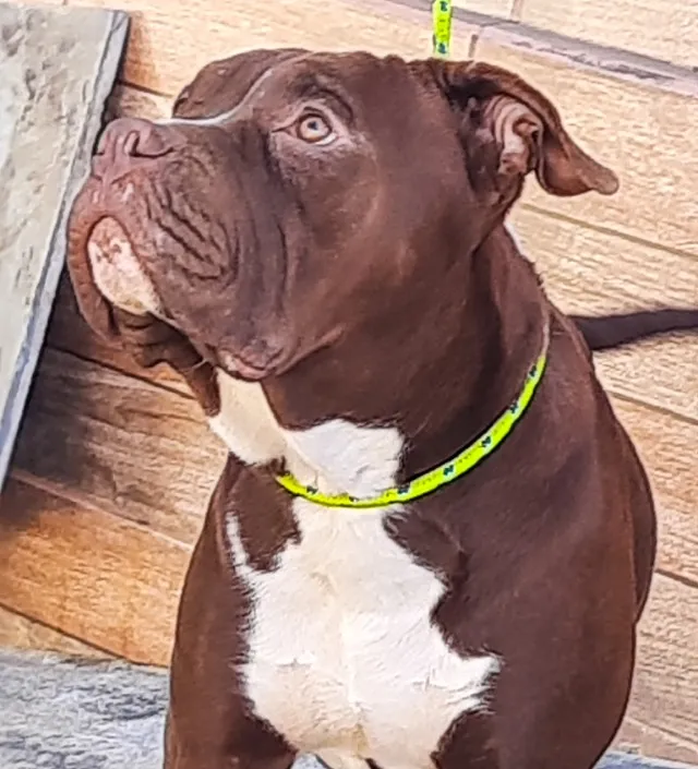American Bully ex
