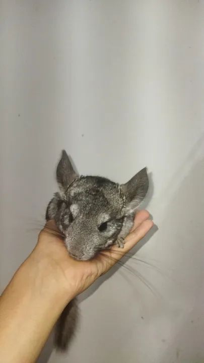 2 chinchilas com gaiola  - Foto 4