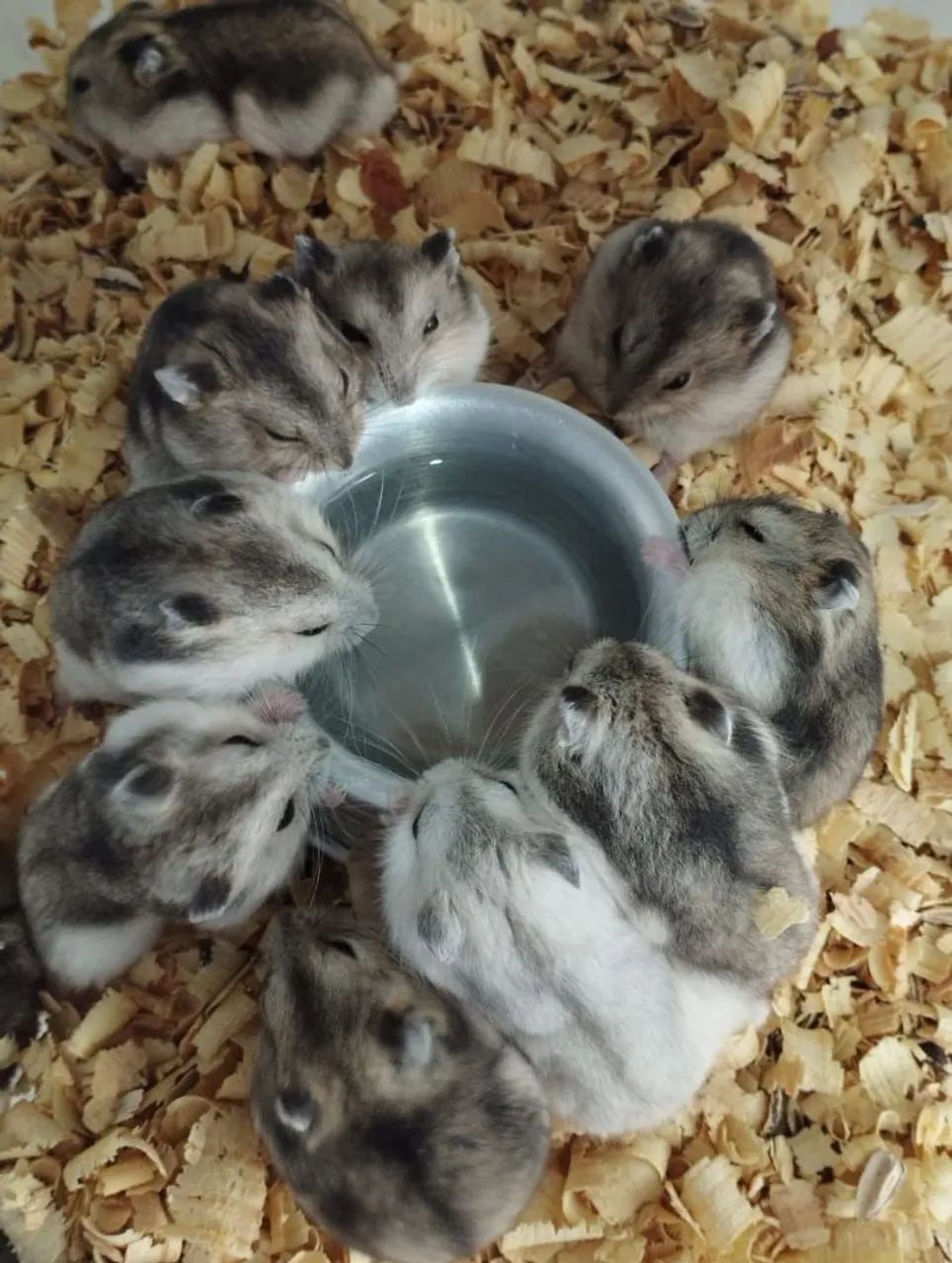 Hamster Anão Russo  - Foto 3