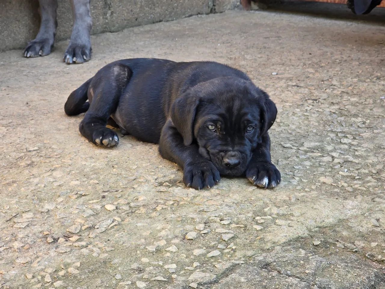 FILHOTES DE CANE CORSO ITALIANO  - Foto 2