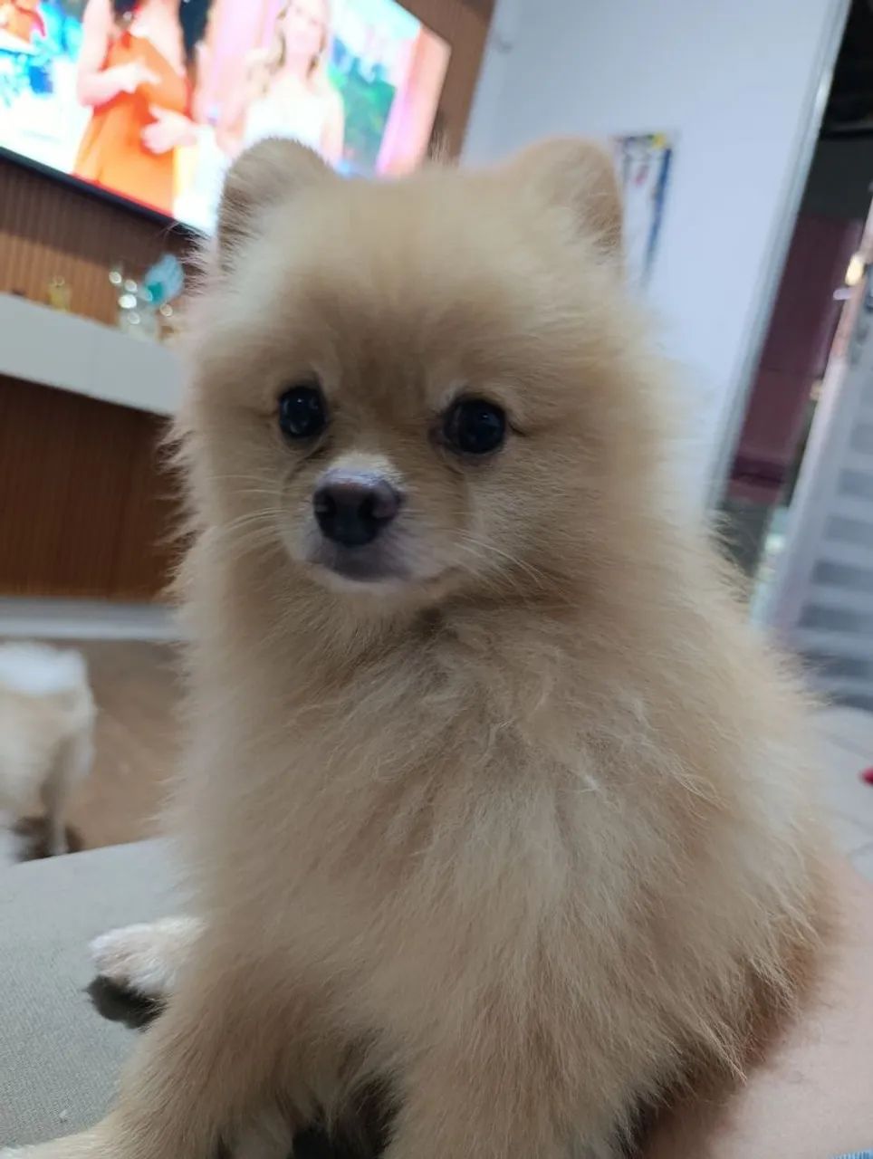 Lulu macho 
