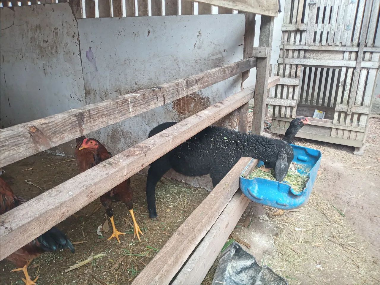 Ovelhas à venda  - Foto 5
