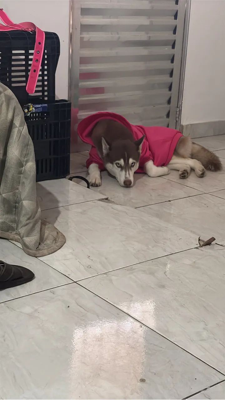 Em busca de um namoradinho  - Foto 4