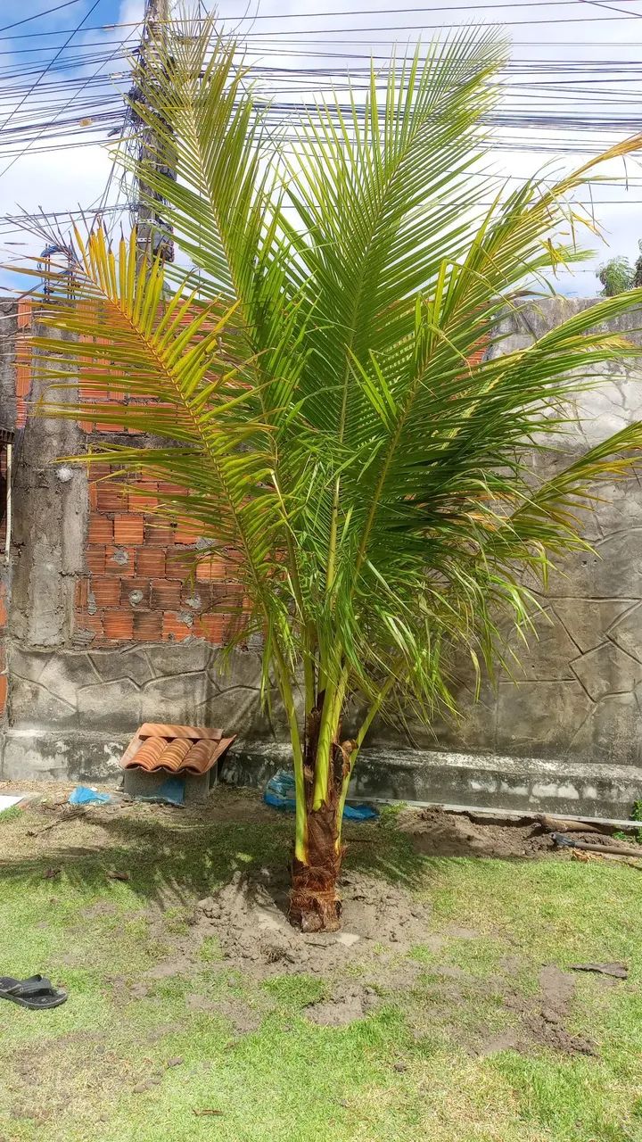 Coqueiros bae - Foto 4
