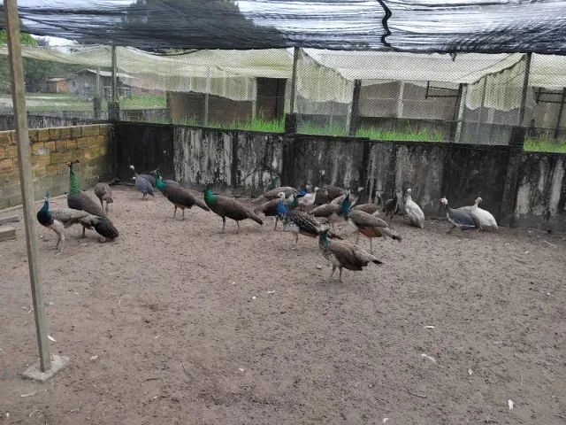 Pavões - Foto 3