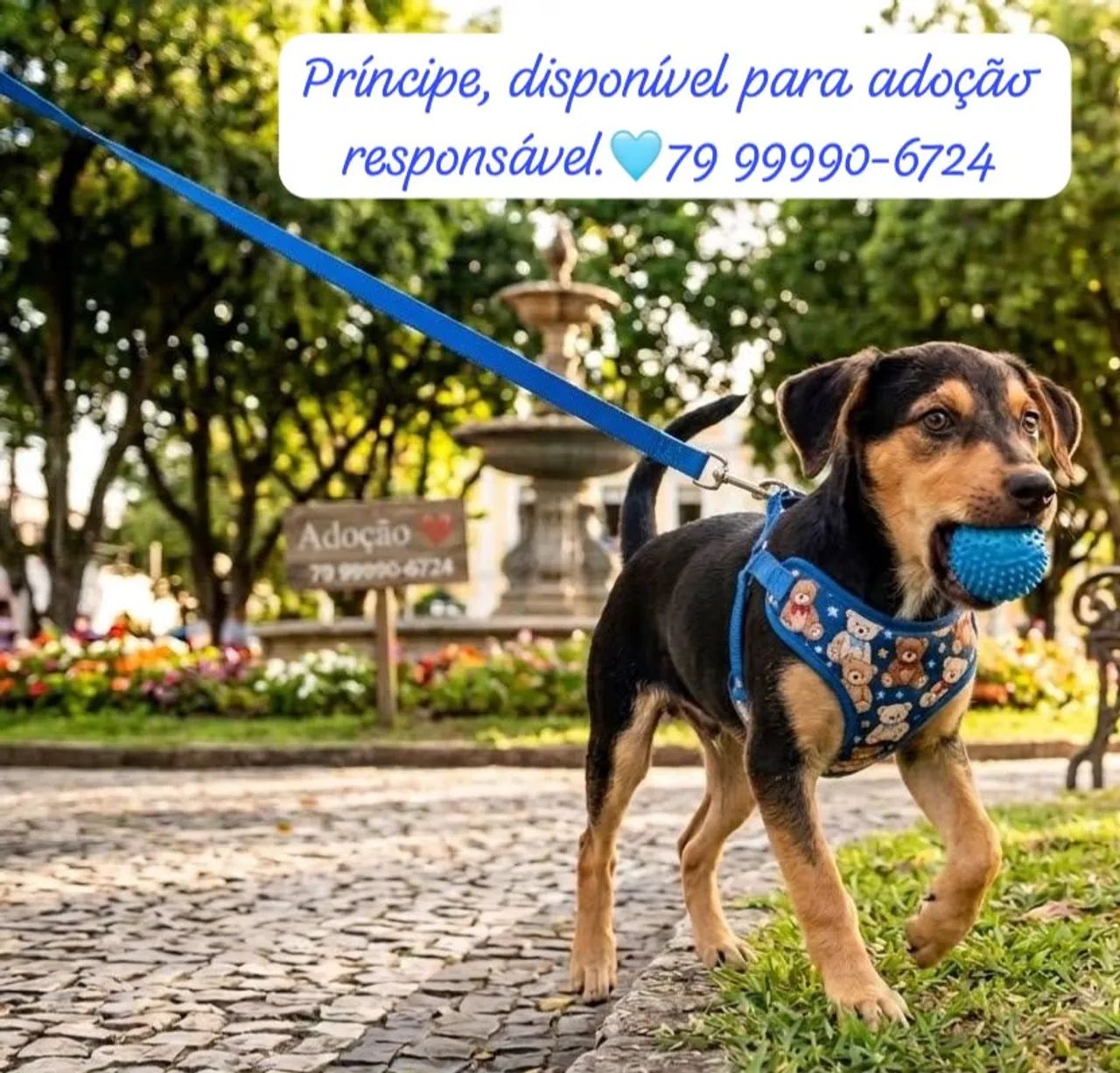 Adoção responsável!