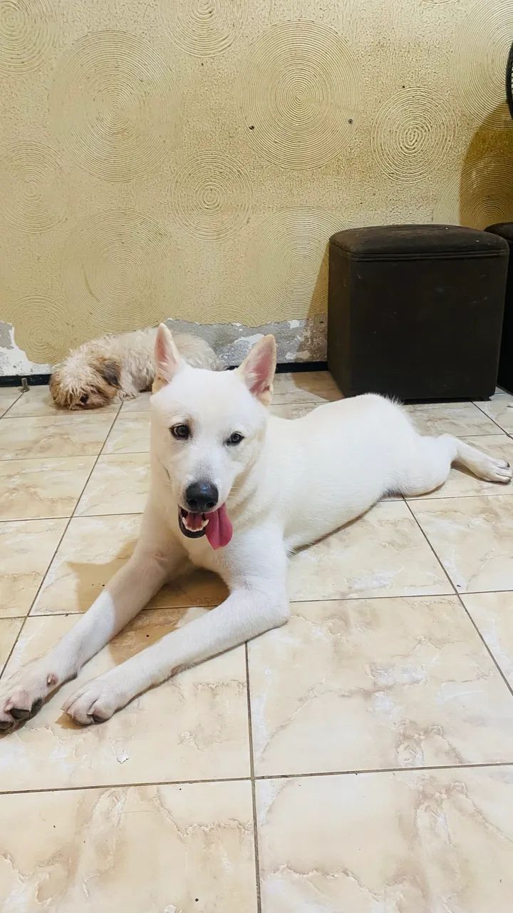 Cachorro 