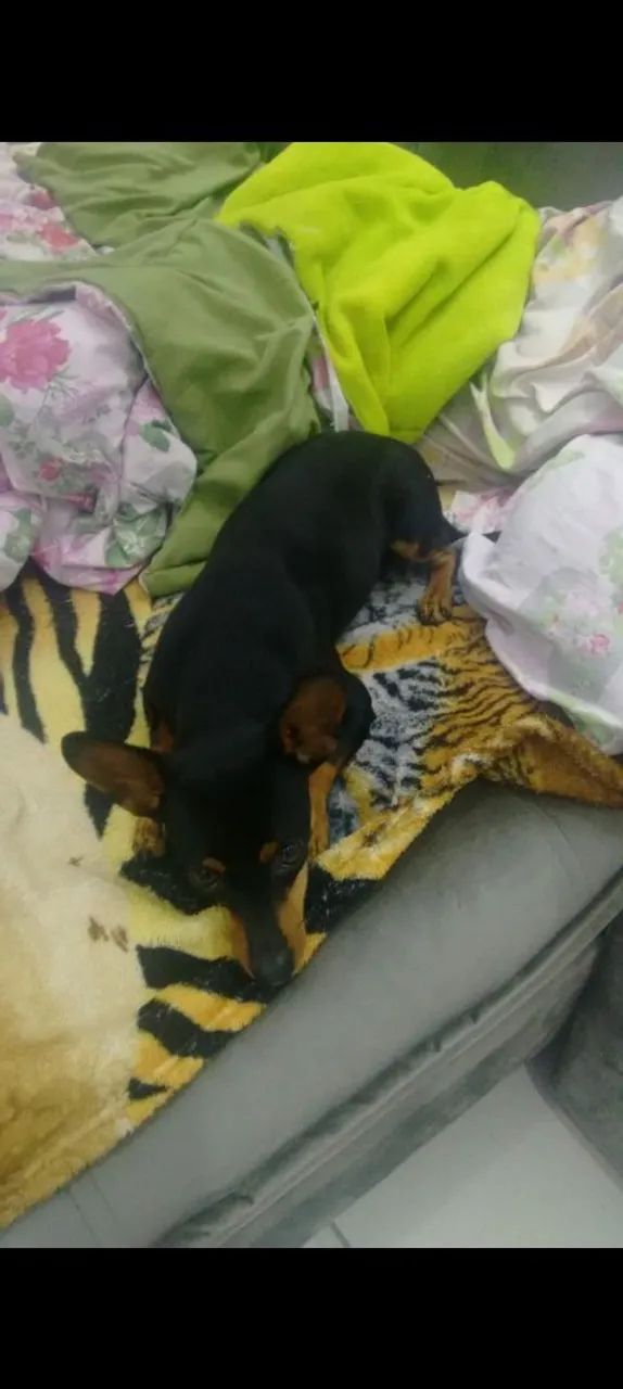 Pinscher  - Foto 2