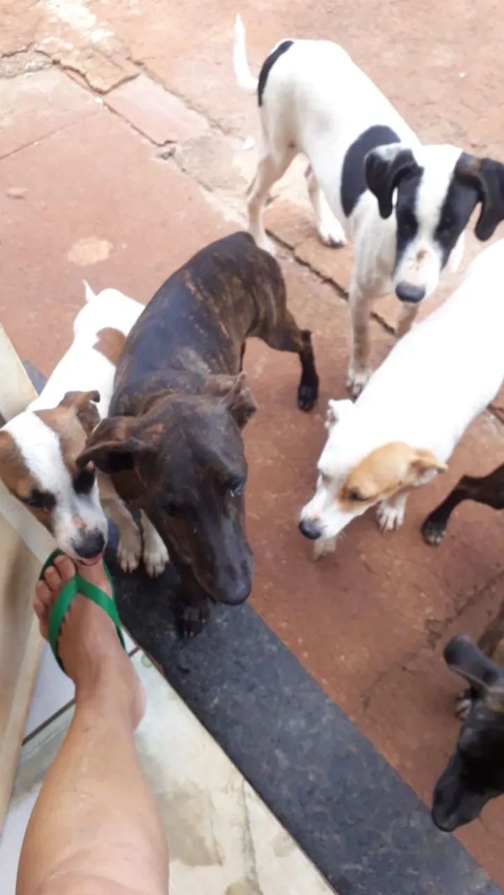 Pets para adoção ONG Goianira  - Foto 4