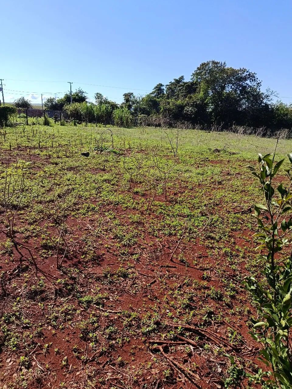 Terreno Rural 2.500 m² para Chácara - Marialva/PR<br> - Foto 2