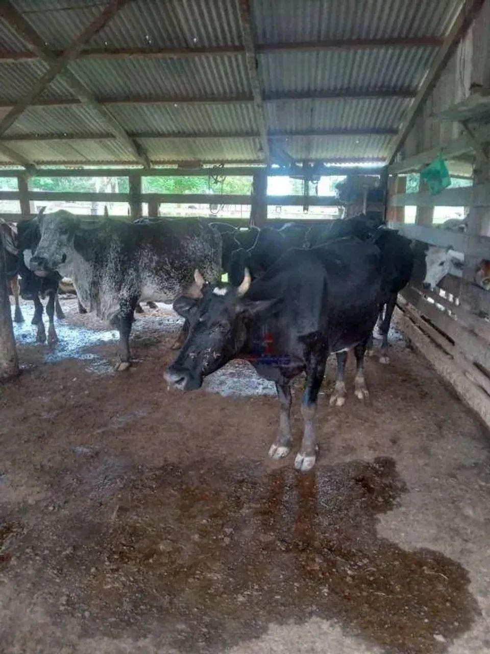 Sítio com 1 dormitório à venda, 363000 m² - Sumaúma - Urupá/RO - Foto 4