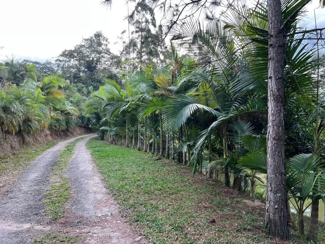 Sítio | Venda | Escalvados - Foto 2