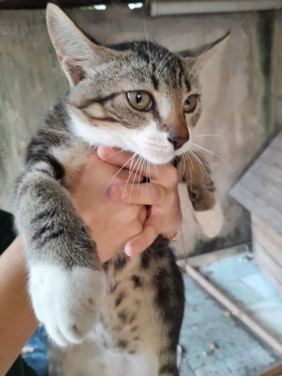 Gato filhote  - Foto 2