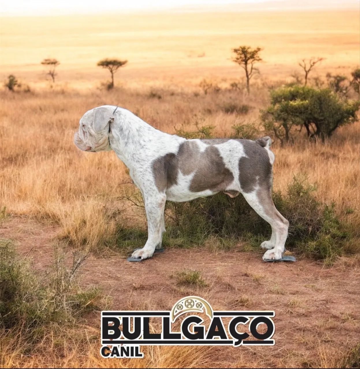 Buldogue campeiro  - Foto 3