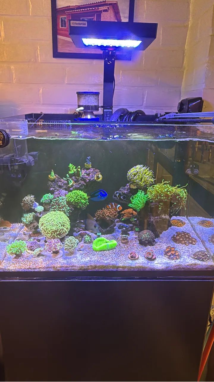 Aquário cubo 60x50x40 com sump traseiro e móvel  - Foto 4