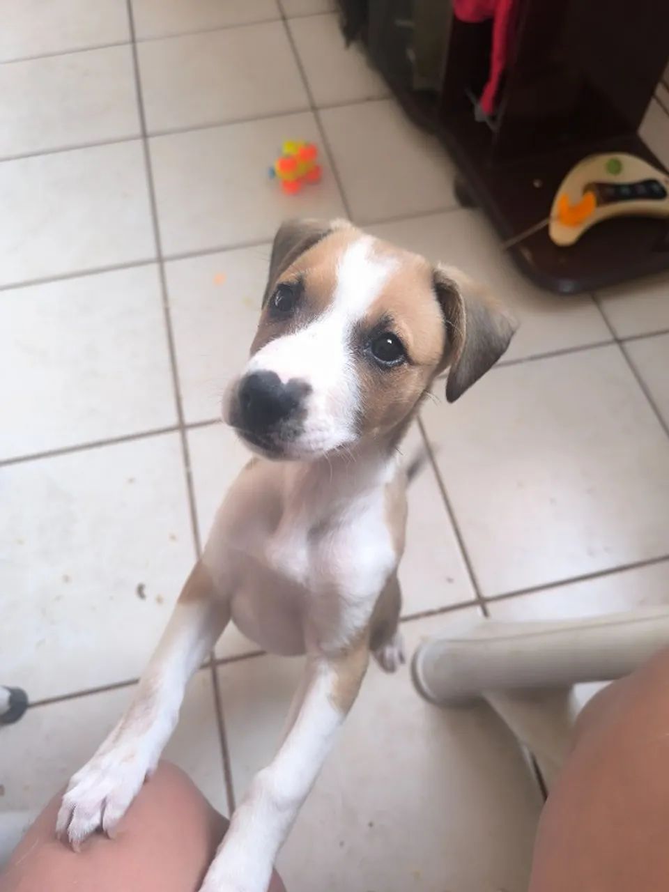 Cachorrinha