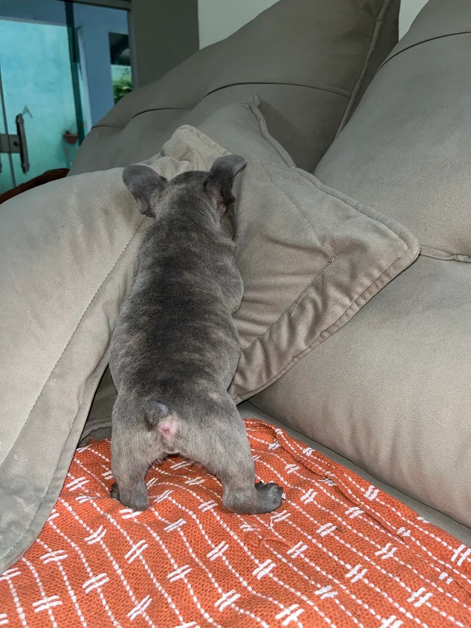 Bulldog francês  - Foto 2