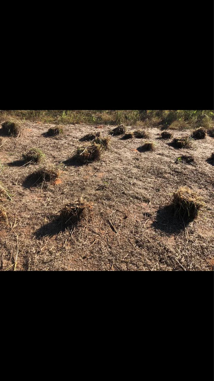 Sementes para pasto - Foto 4