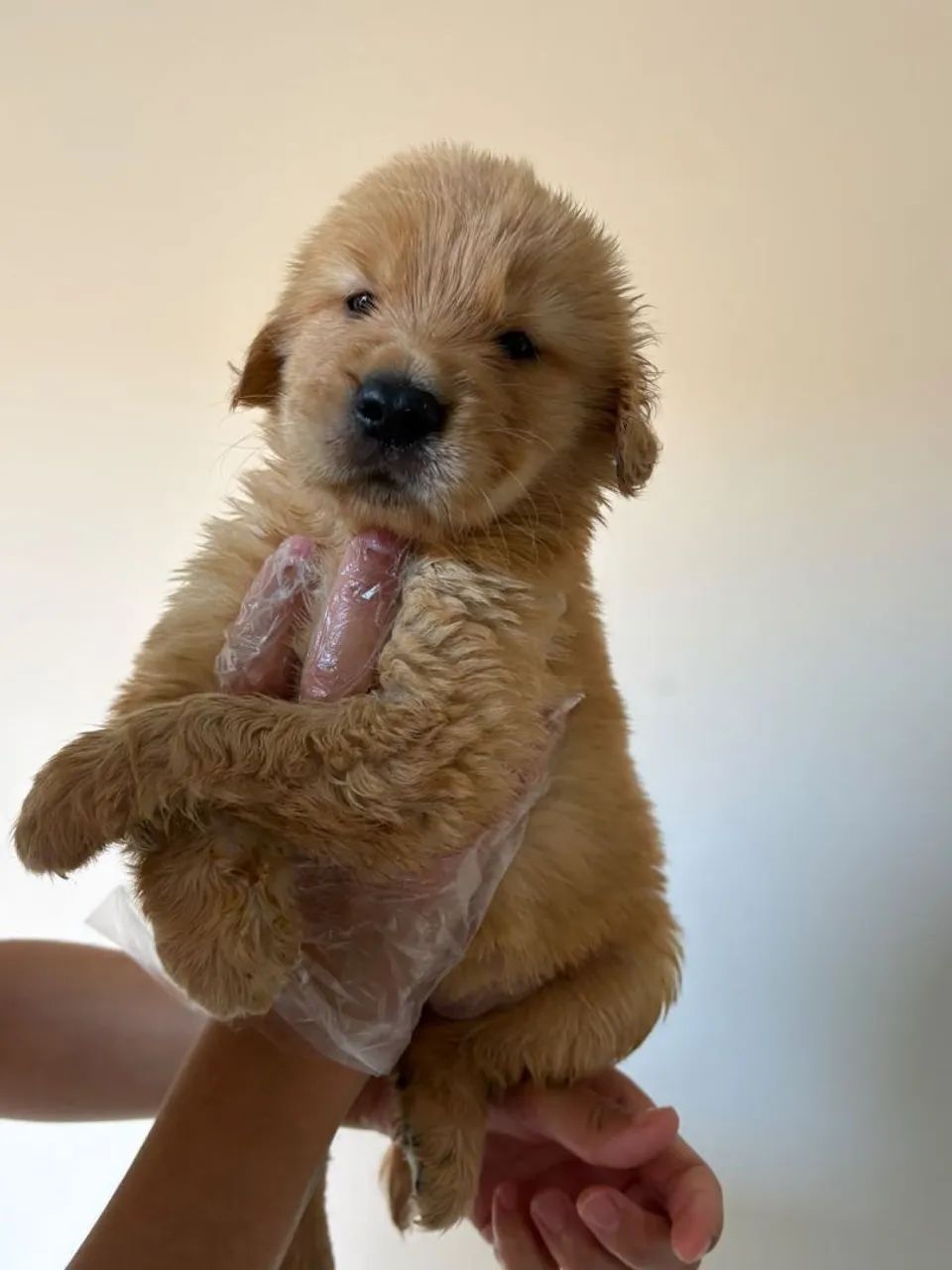 Golden Retriever com pedigree 