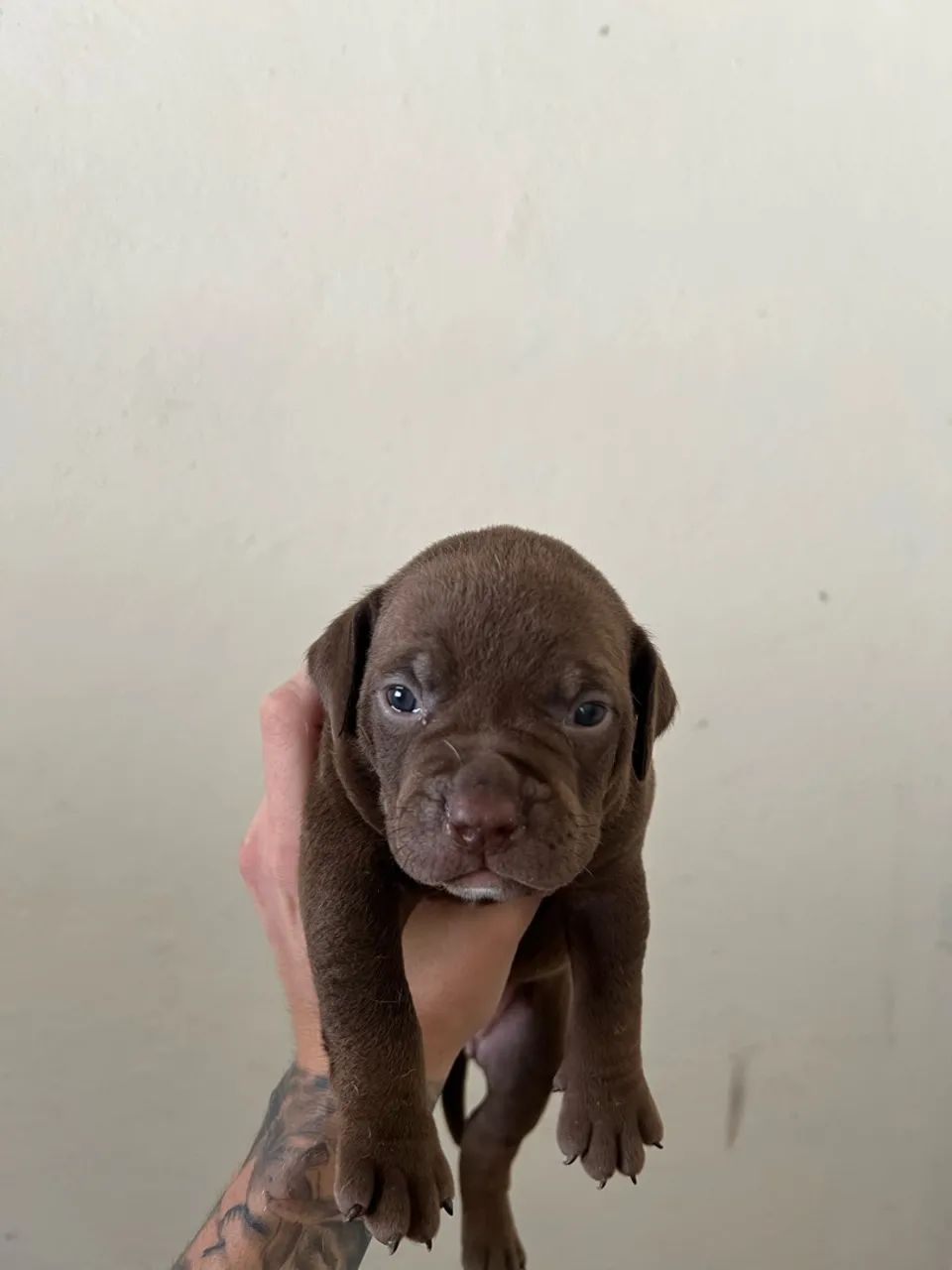 FILHOTES DE AMERICAN BULLY - Foto 2