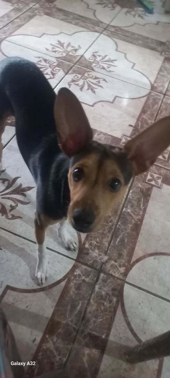 Doação responsável  - Foto 2