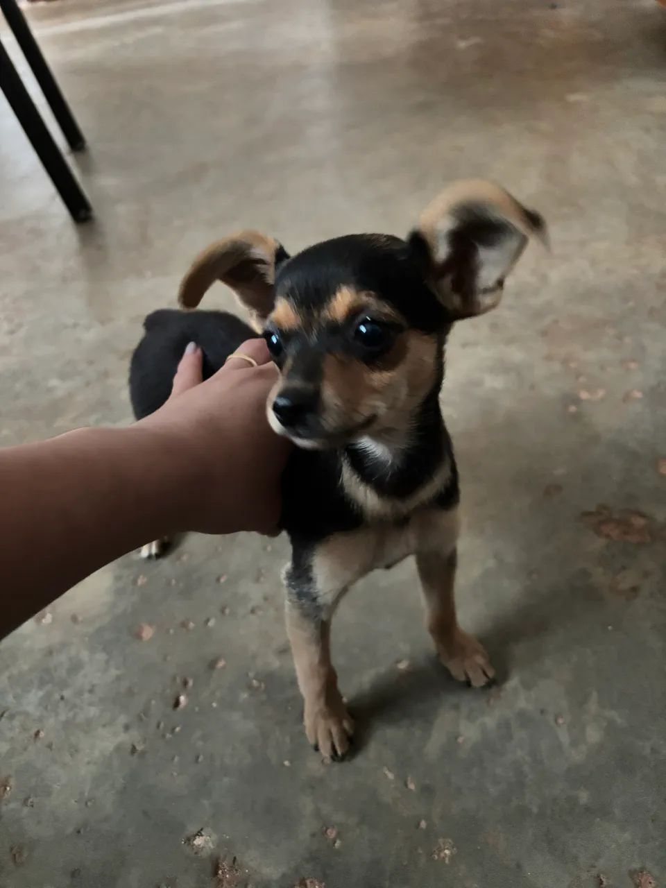Pinscher 