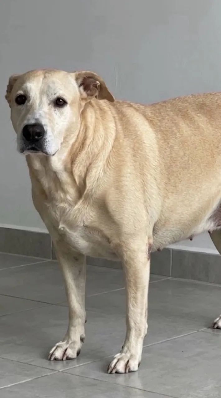Mestiça Labrador  - Foto 2