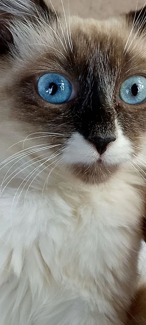Doa-se essa gatinha 