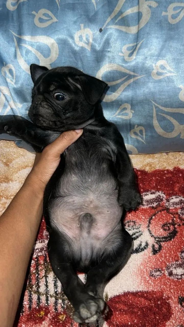 Cachorro pug macho 1.000
