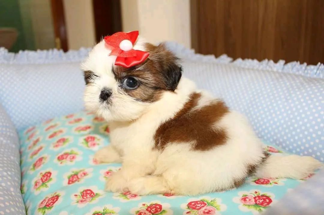 SHIHTZU com pedigree CBKC  - Foto 3