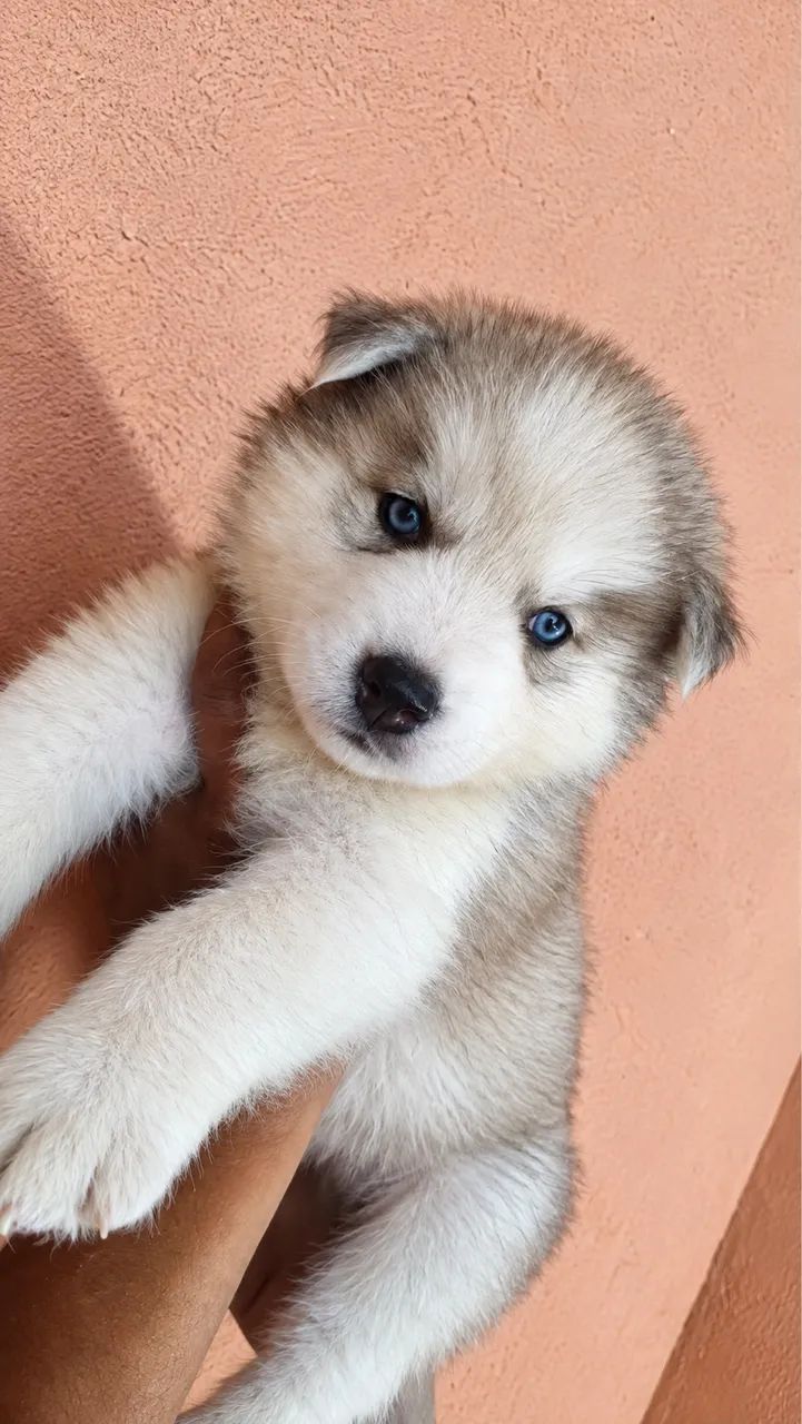 Husky siberiano Canil Barão  - Foto 4