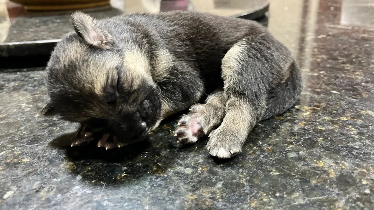 Pastor Alemão Filhotes