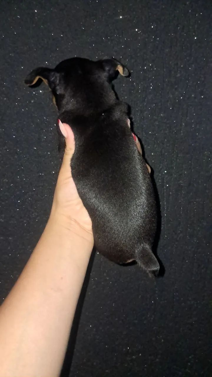 Pinscher macho disponível  - Foto 2