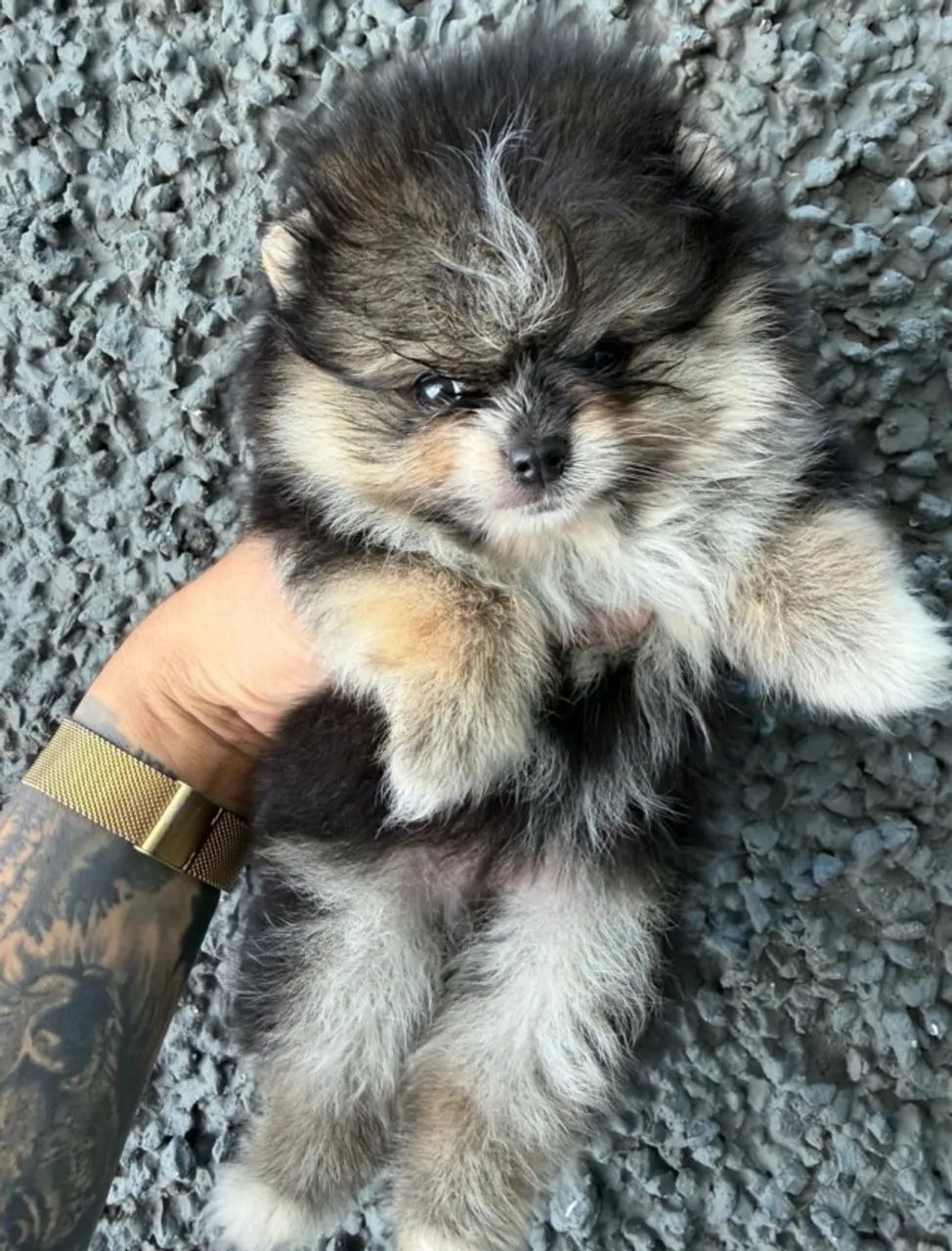 Lulu da pomerania -Baby fofo a pronta entrega 