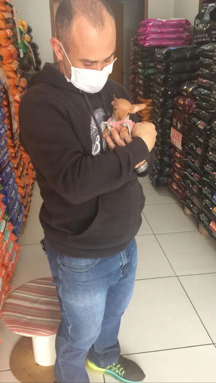 Doação pincher 0