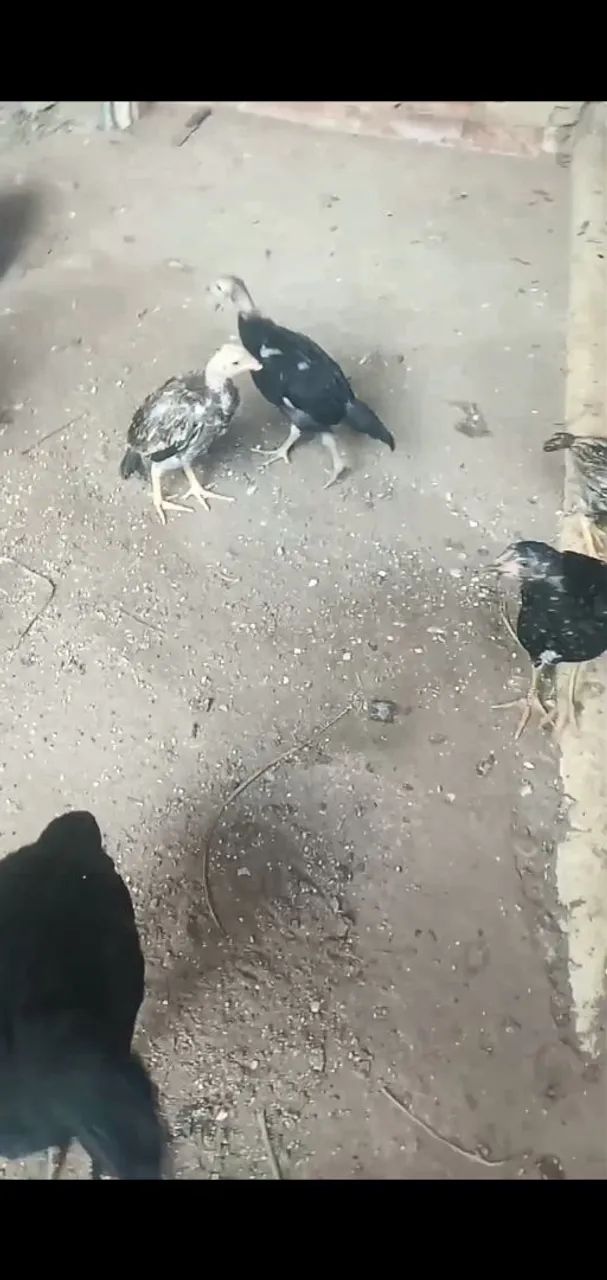 Franguinho caipira  - Foto 3