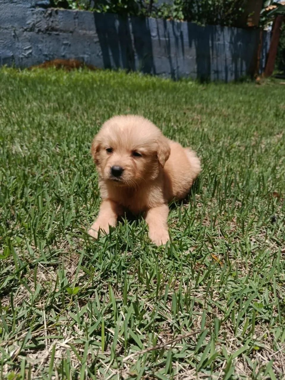 Golden retriever com pedigree