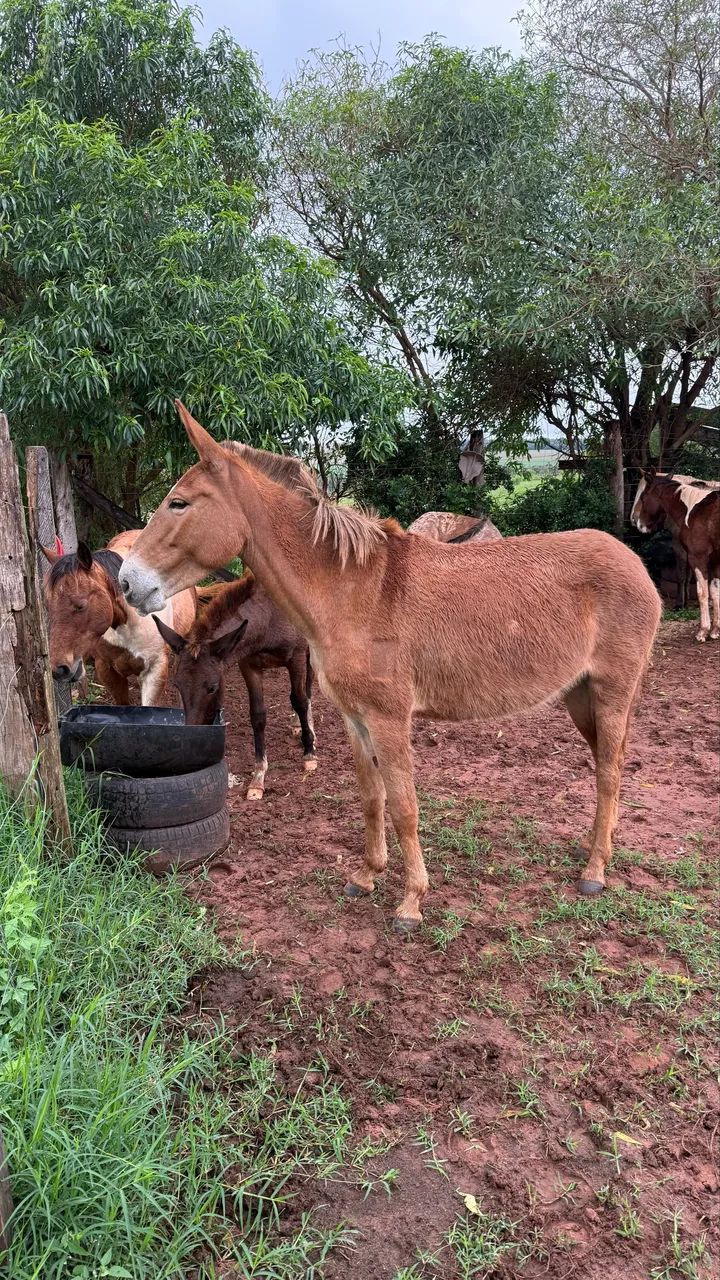 Mula de Confiança  - Foto 2