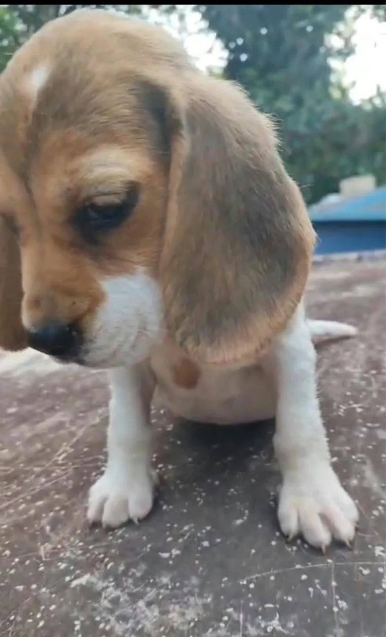 Linda fêmea mini beagle  - Foto 3