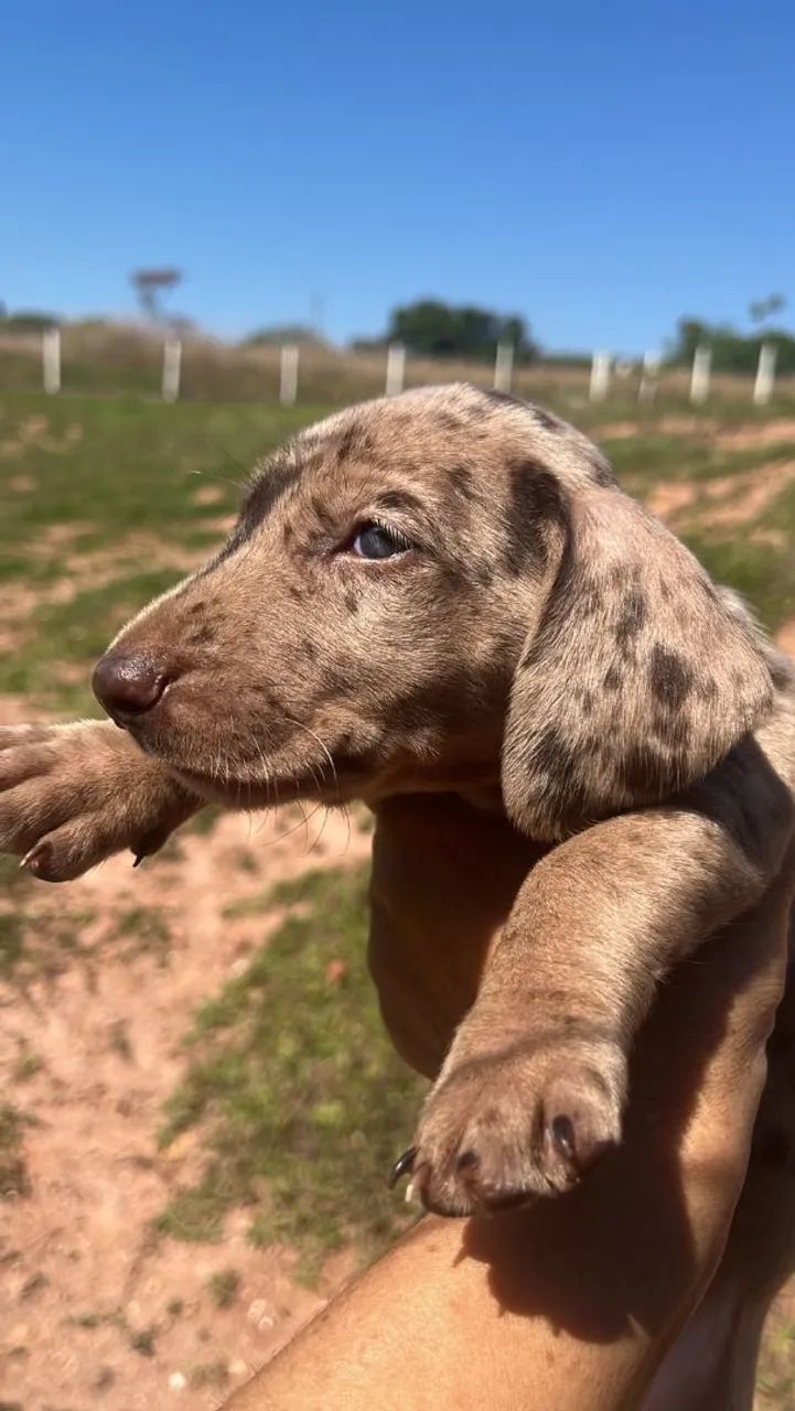 Ninhada de Basset 